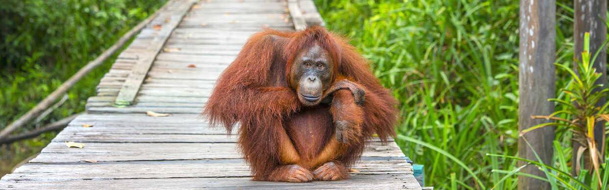 Die Orang-Utans auf Borneo zählen zu den größten Affen-Arten der Welt