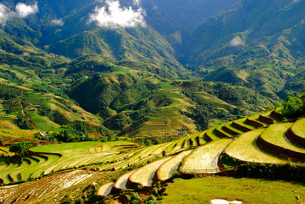 Verbringen Sie Ihren nächsten Urlaub auf der paradiesischen Insel Bali und entdecken Sie die schönsten Reisfelder der Welt.