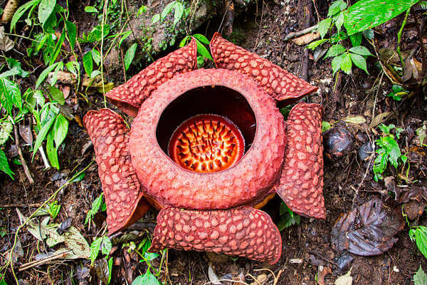 Die Riesen-Rafflesie mit einem Meter Durchmesser ist die größte Blume der Welt findet man im Ujung Kulon Nationalpark auf der Indonesischen Insel Java