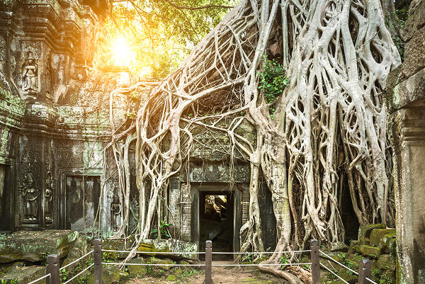 Ta Prohm in Angkor Wat mit den mächtigen Wurzeln der Würgefeigen