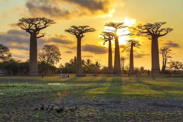 20 km nördlich von Morondava stehen die Baobabs links und rechts an einer Sandpiste. Diese Baobab-Allee ist einer der Highlights von Madagaska