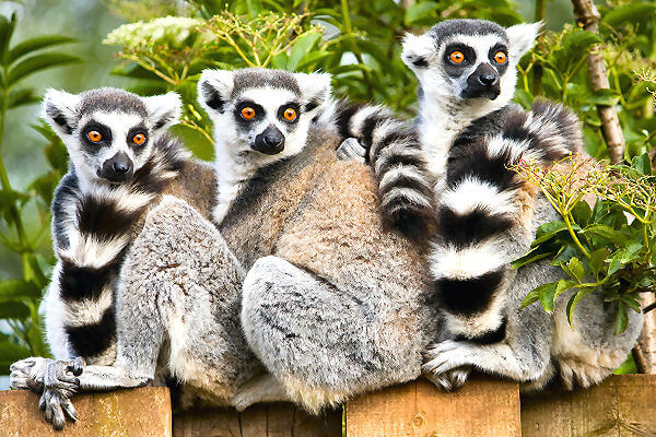 Madagaskar Rundreise - auf den Spuren der Lemuren