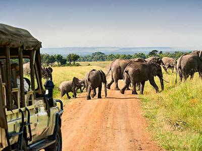 Ein Elefant steht majestätisch in der Savanne von Simbabwe während einer Safari bei Sonnenuntergang.