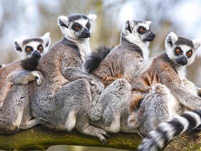 Lemuren auf Madagaskar – Einzigartige Tierwelt entdecken auf deiner Reise