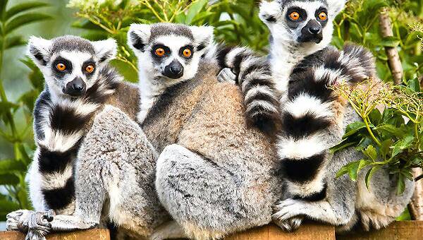 Von Lemuren bis zum Regenwald – die besten Sehenswürdigkeiten auf Madagaskar.