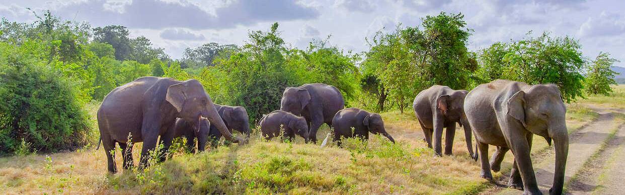 Die Elefanten von Sri Lanka – ein unvergessliches Erlebnis für die ganze Familie