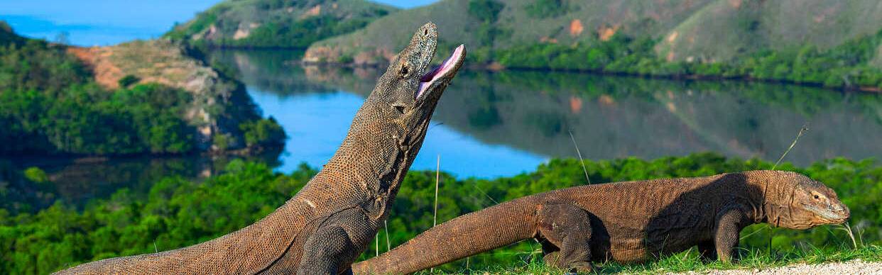 Auf Komodo leben die größten Echsen der Welt, die Komodowarane