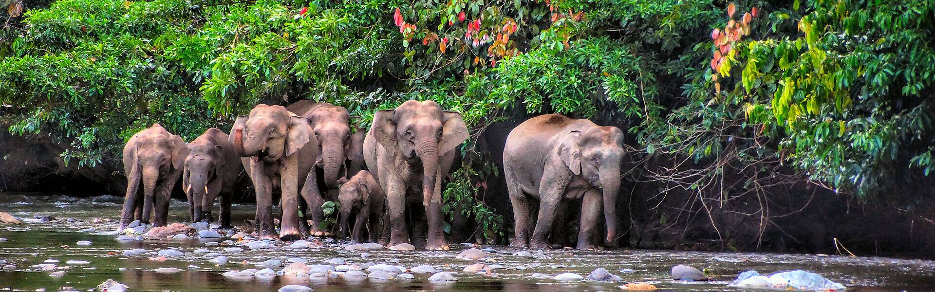 Rundreisen in Malaysia mit den Highlights - Orang-Utans, Regenwälder und ein Schmelztiegel der Kulturen