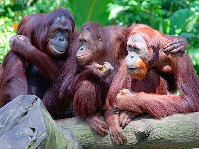 Besuchen Sie in Borneo, dem malaysischen Teil die Orang Utans