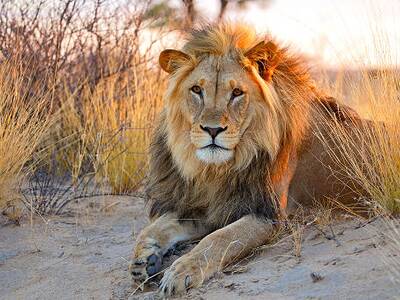 Löwen in Südafrika auf Safari erleben – Reiseangebote für Natur- und Tierliebhaber