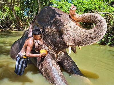 Elefant beim baden mit seinen Mahout in Pinnawela Sri Lanka