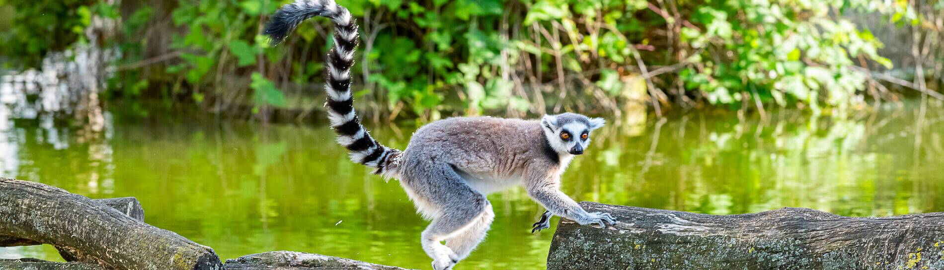 Lemuren in Madagaskar mit Informationen zur besten Reisezeit für Tierbeobachtungen und andere Aktivitäten