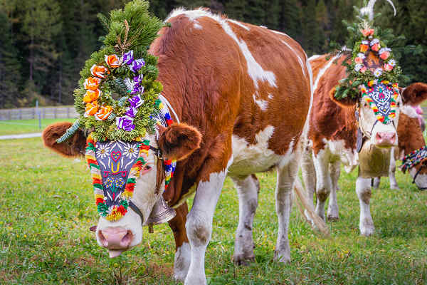 Bunte Kühe beim Almabtrieb in den Alpen während eines Österreich-Urlaubs