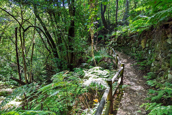 La Palma Urlaub – Los Tilos Lorbeerwald, dichte Wälder und Wasserfälle