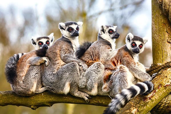 Madagaskar Urlaub – Begegnen Sie Lemuren in ihrer natürlichen Umgebung