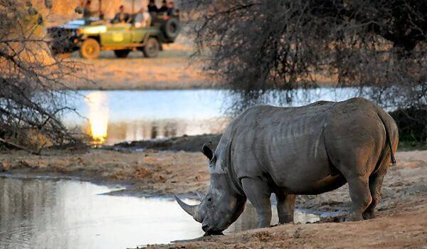 Afrika-Safari: Nashörner hautnah erleben. Abenteuerliche Pirschfahrten in atemberaubenden Landschaften.