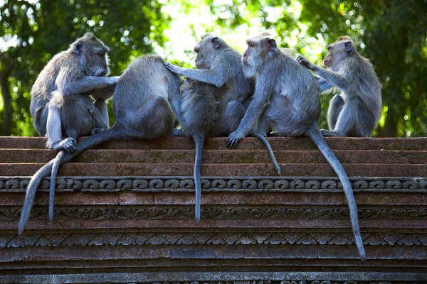 Der Monkey Forest gilt bei den Balinesen als sehr heilig und ist ein absolutes Highlight einer Balireise