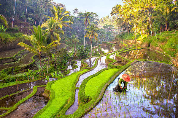 Die Tegallalang Reisterassen gehören zu den schönsten auf der Insel Bali