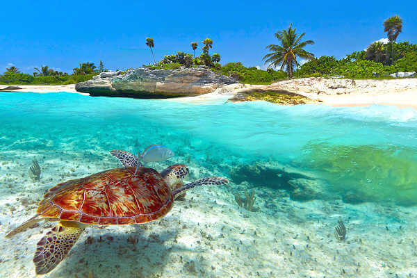 Schnorcheln und Tauchen auf Gili Inseln bei Lombok. Mit Schildkröten auf den Gili Inseln schnorcheln