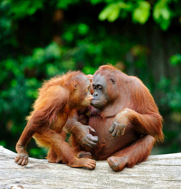 Orang-Utans sind eines der Highlights auf Ihrer Borneo-Reise
