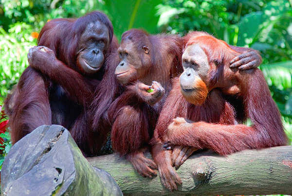 Orang Utans in den Nationalparks von Borneo