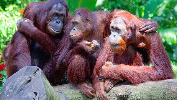 Borneo Reisen: Eine Reise in die faszinierende Natur und Tierwelt