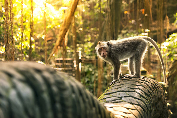 Der wohl bekannteste Monkey Forest auf Insel Bali ist der Ubud Affenwald