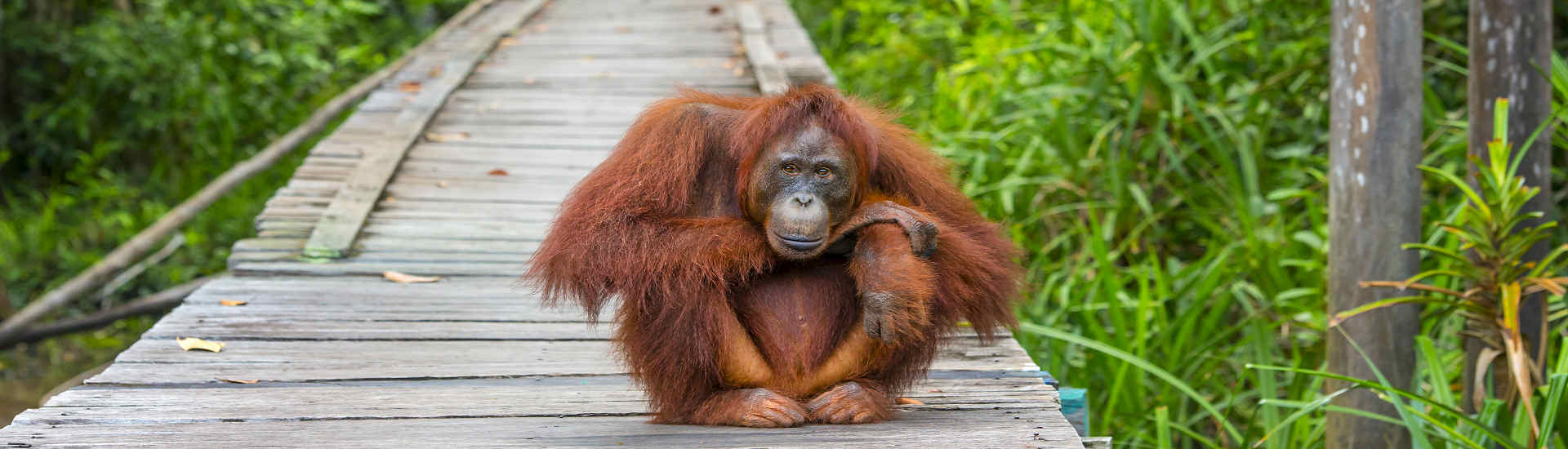 Die Orang-Utans auf Borneo zählen zu den größten Affen-Arten der Welt