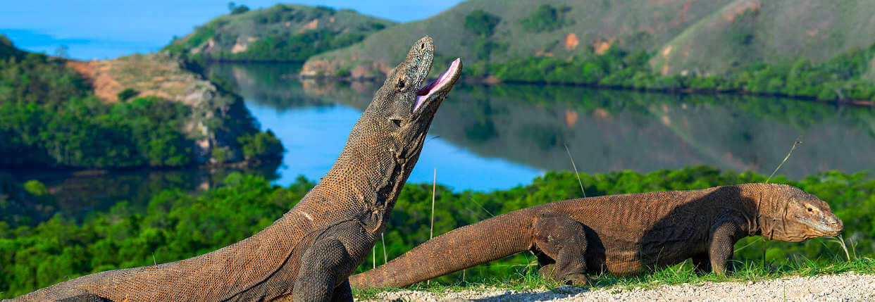 Auf Komodo leben die größten Echsen der Welt, die Komodowarane