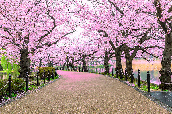 Das Kirschblütenfest beginnt Anfang März und ist die Sehenswürdigkeit von Japan.