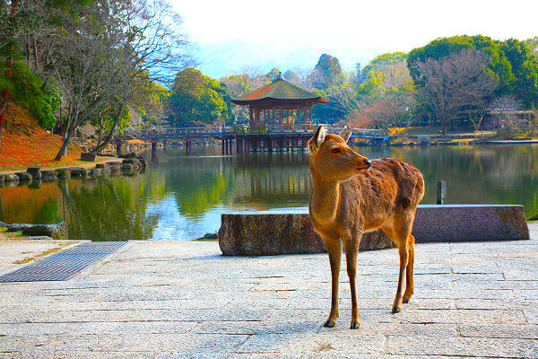 Die Sehenwürdigkeiten von Nara sind die vielen Tempelanlagen und der Nara Hirsch Park.