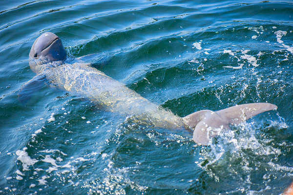 Irrawaddy Delfine können sowohl im Süß- als auch im Salzwasser überleben