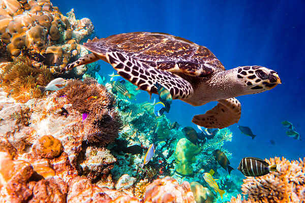 Der Bunaken Nationalpark mit seinen Inseln Bunaken, Siladen und Manado Tua gehört zu den besten Tauchrevieren von Indonesien
