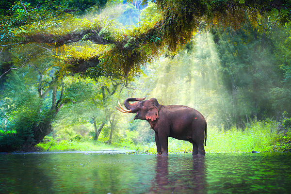 Im Urlaub in Nordthailand mit Elefanten in Chiang Mai baden