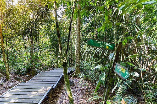 Der Taman Negara Nationalpark in West-Malaysia ist der älteste Wald der Welt