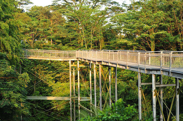Erleben Sie die Natur von Singapur von oben mit dem TreeTop Walk