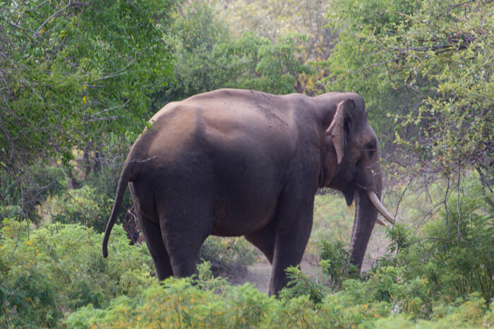 Der Yala-Nationalpark ist das bekannteste und älteste Naturschutzgebiet in Sri Lanka