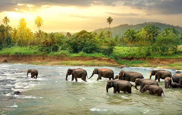 Erleben Sie majestätische asiatische Elefanten aus nächster Nähe in Pinnawela Sri Lanka
