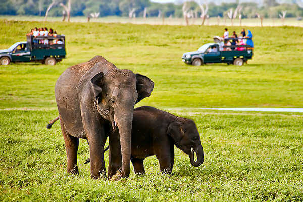 Der Kaudulla Nationalpark in Sri Lanka mit Herden von Elefanten