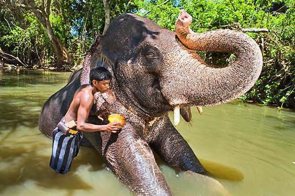 Elefant beim baden mit seinen Mahout in Pinnawela Sri Lanka