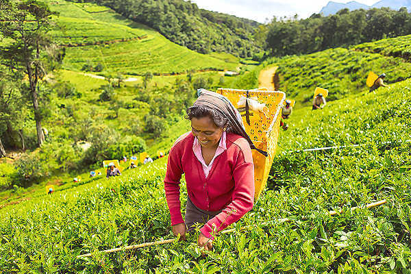 Nuwara Eliya ist ein wichtiges Teeanbaugebiet in Sri Lanka