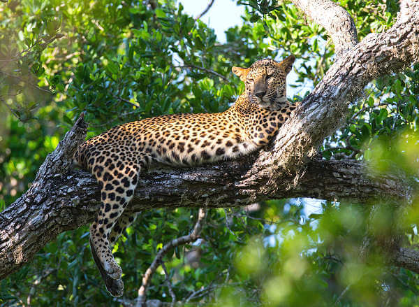 Besonders bekannt ist der Yala-Nationalpark für die große Leoparden Population
