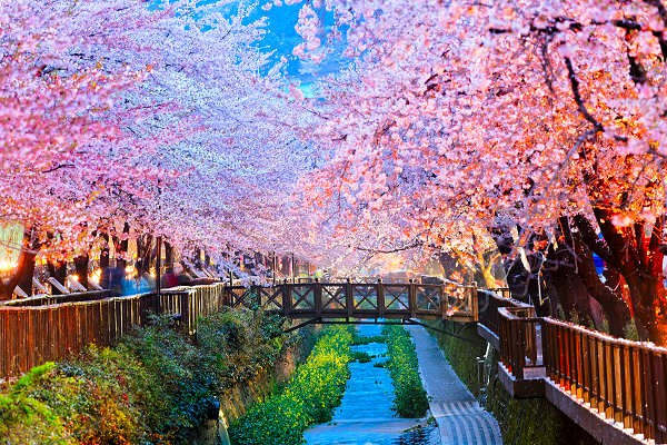 Ein Fluss voller rosafarbener Blütenpracht: Das Jinhae Gunhangje Festival in Südkorea zelebriert die Kirschblütenzeit im Frühling.