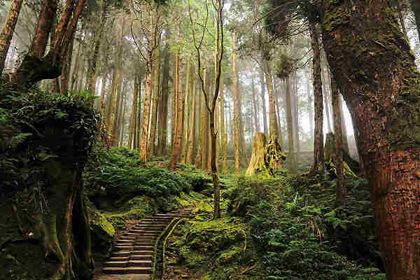 Alishan National Scenic Area - Majestic Nature and Cultural Heritage in Taiwan