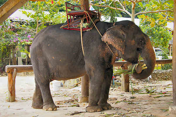 Elefant beim Trekking auf Koh Lanta inmitten der tropischen Natur Thailands
