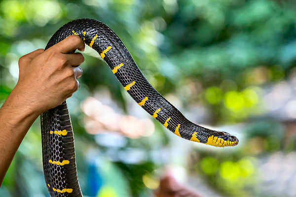 Entdecke die geheimnisvolle Welt der Schlangen auf der Schlangenfarm Koh Samui