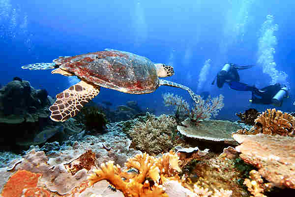 Schildkröte am Meeresgrund vor Koh Tao
