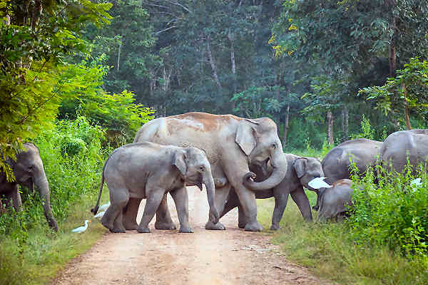 Bild von einer Elefantenherde im Kui Buri Nationalpark in Thailand