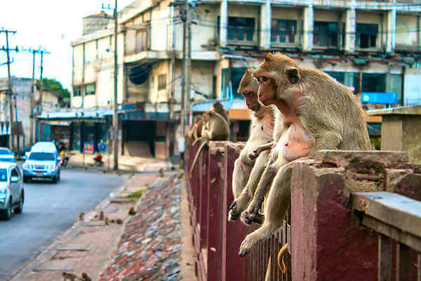 In Lopburi begegnet man überall in der Stadt Affen