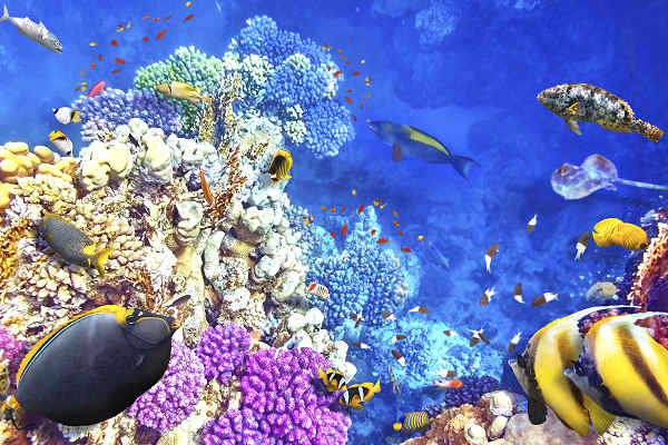 Entdecke die Unterwasserwelt von Koh Samui beim Tauchen & Schnorcheln